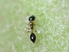 Monomorium floricola