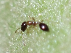 Monomorium floricola