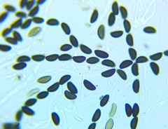 Xylaria longiana