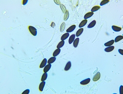 Xylaria longiana
