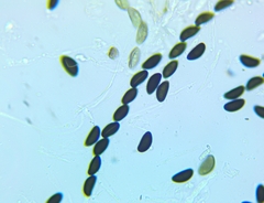 Xylaria longiana