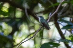 Chrysuronia leucogaster