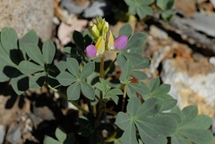 Lupinus stiversii