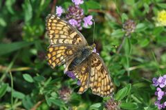 Melitaea phoebe