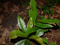 Ceroys perfoliatus