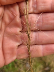 Aristida palustris