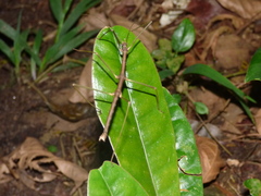 Ceroys perfoliatus