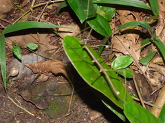 Ceroys perfoliatus