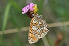 Melitaea phoebe