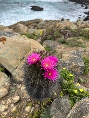 Eriosyce chilensis chilensis