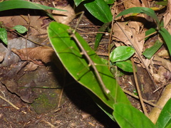 Ceroys perfoliatus