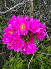 Eriosyce chilensis chilensis