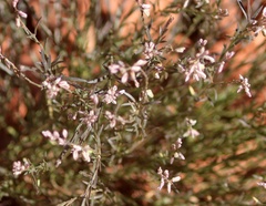 Eriogonum microtheca