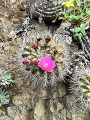 Eriosyce chilensis chilensis