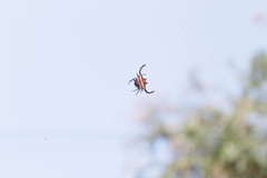 Gasteracantha falcicornis