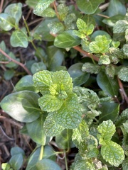 Mentha