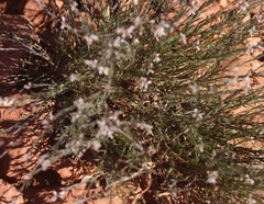 Eriogonum microtheca