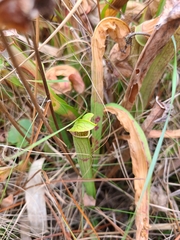 Sarracenia rubra