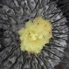 Copiapoa dealbata
