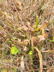 Sarracenia rubra