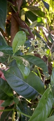Psychotria carthagenensis