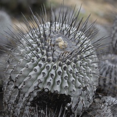 Copiapoa dealbata