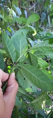Psychotria carthagenensis