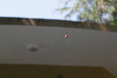 Gasteracantha falcicornis
