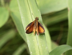 Ancyloxypha arene