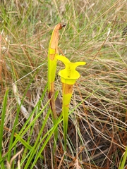 Sarracenia flava