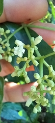 Psychotria carthagenensis