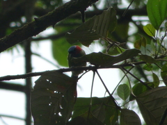 Tangara cyanocephala