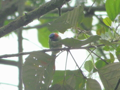 Tangara cyanocephala