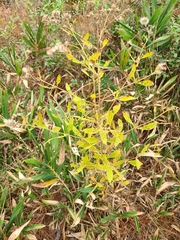 Eupatorium semiserratum