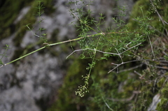 Galium elongatum