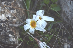 Crocus hyemalis