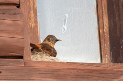 Hirundinea ferruginea