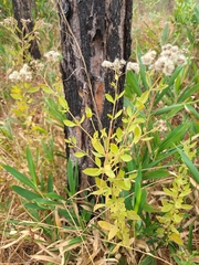 Eupatorium semiserratum