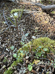 Cardamine glacialis