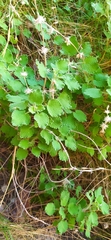Marrubieae