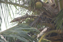 Thraupis palmarum