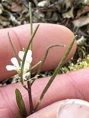 Cardamine glacialis