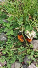 Bombus dahlbomii