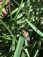 Melanostoma mellinum