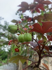 Jatropha
