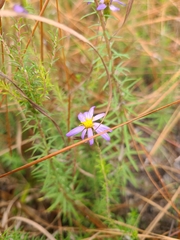 Ionactis repens