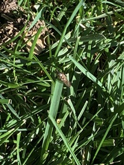 Melanostoma mellinum