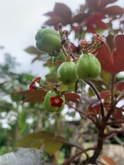 Jatropha
