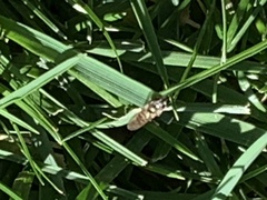 Melanostoma mellinum