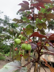 Jatropha